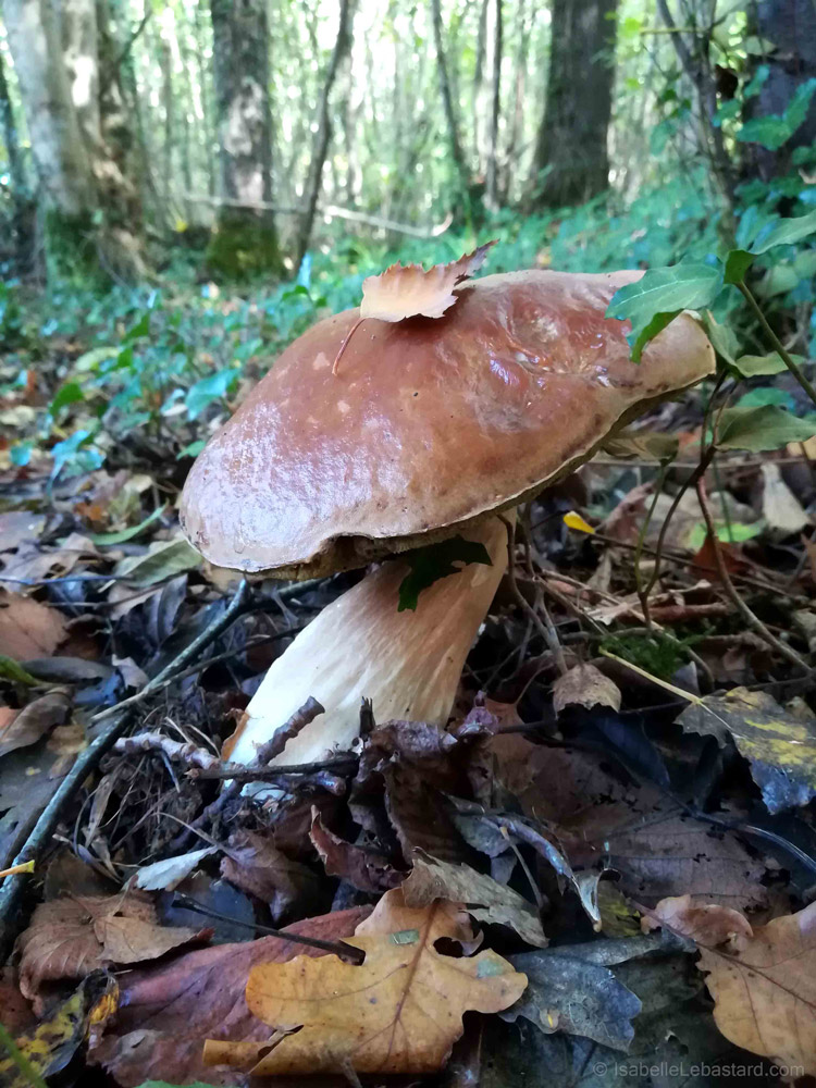 Le champignon